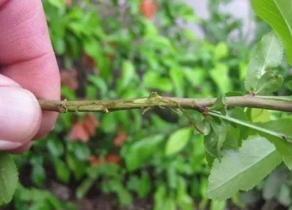 茉莉拉根枝压土里, 1盆秒变10盆, 开花量惊人!