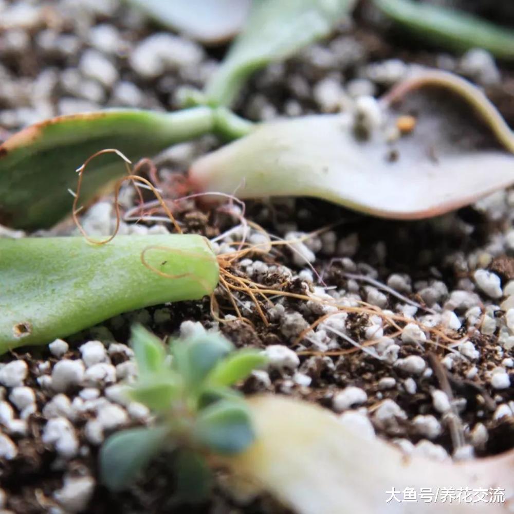 用这些方法养护盆栽多肉, 可以让它们一直活着