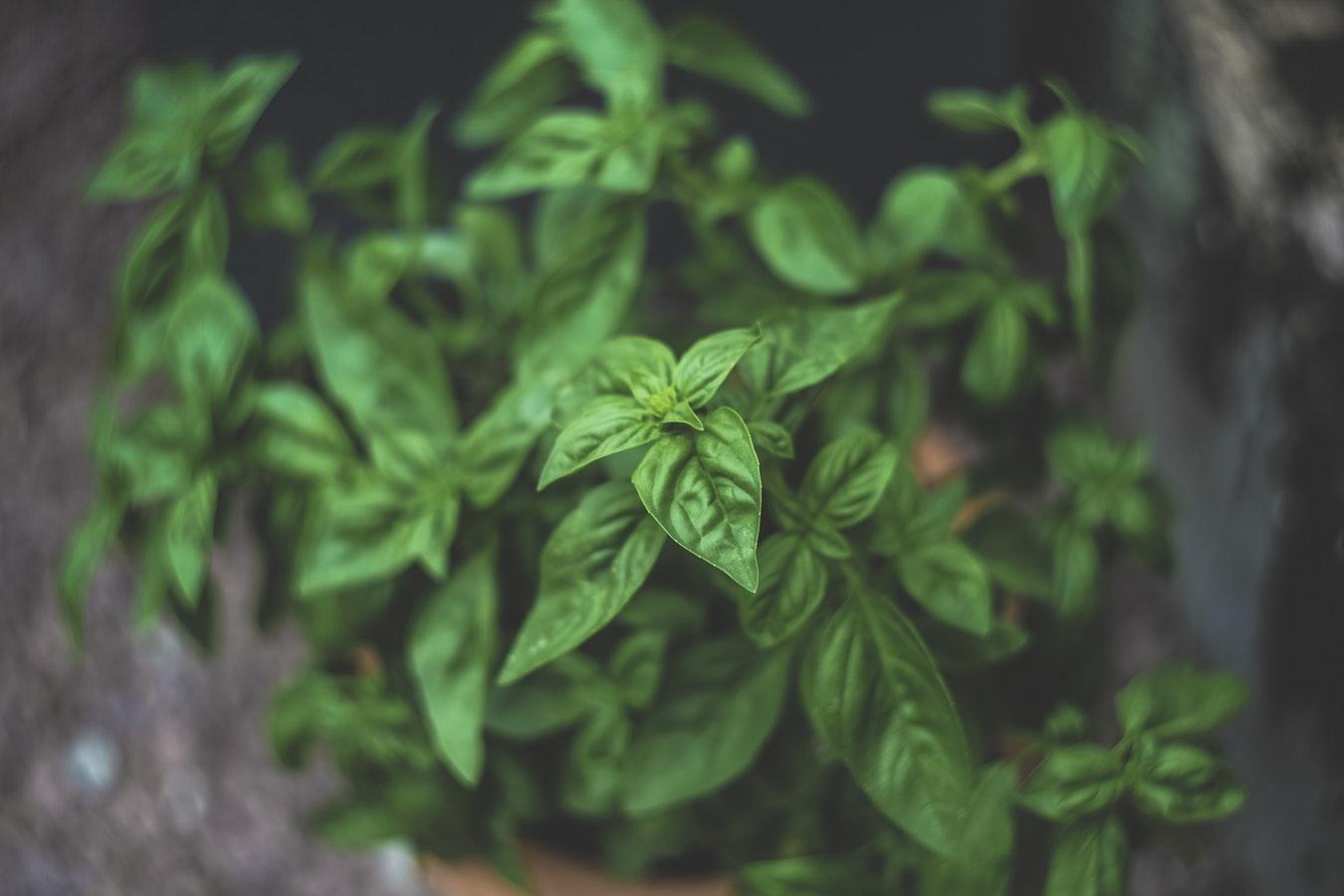 植物需要什么养分? 聊一聊其他的营养元素
