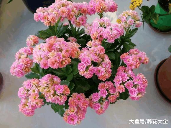 方便袋不要扔, 套在花盆上, 叶子贼绿花开爆!