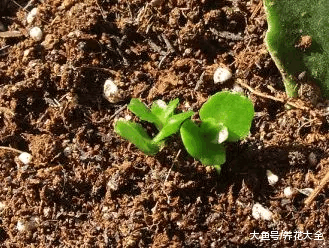 扦插老不生根? 试试这6招, 1盆变10盆, 家里多的放不下!