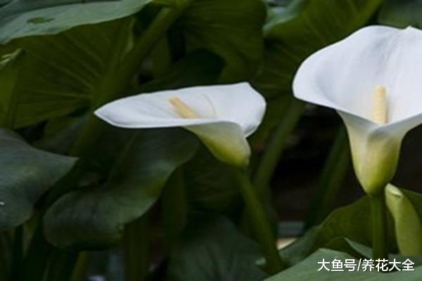 家里的马蹄莲有开花了, 这花真的有毒吗?