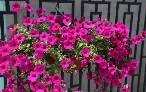 夏天就快到了, 是时候养殖这些越晒, 开花越是疯狂的花卉了!