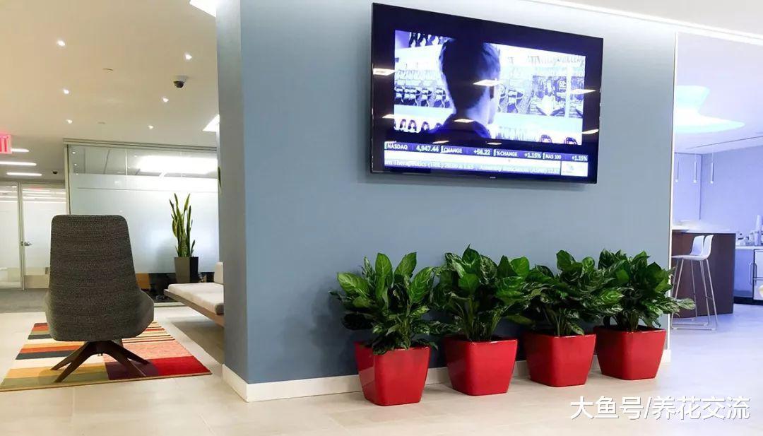 浇水过多快淹死的盆栽植物要怎么挽救呢?