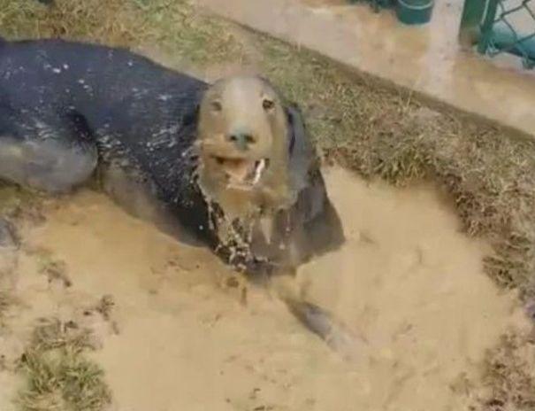 男子发现院里一条被困黑狗, 结果看见狗狗的眼睛后赶紧救援