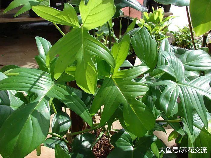 11种会危害孩子和宠物健康的有毒植物, 不要将它们养在室内