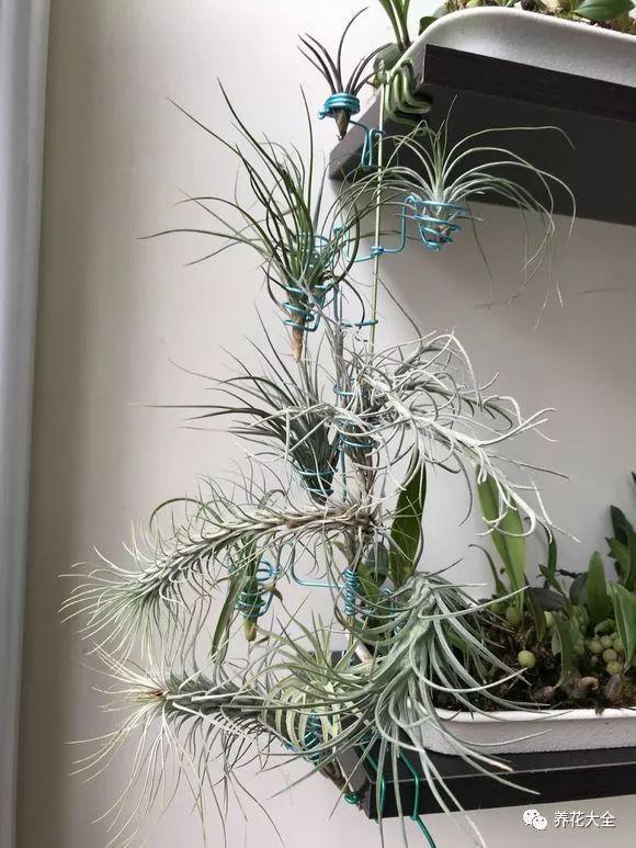 这花吊起来养, 一夏天都不想出门, 还不占地儿!