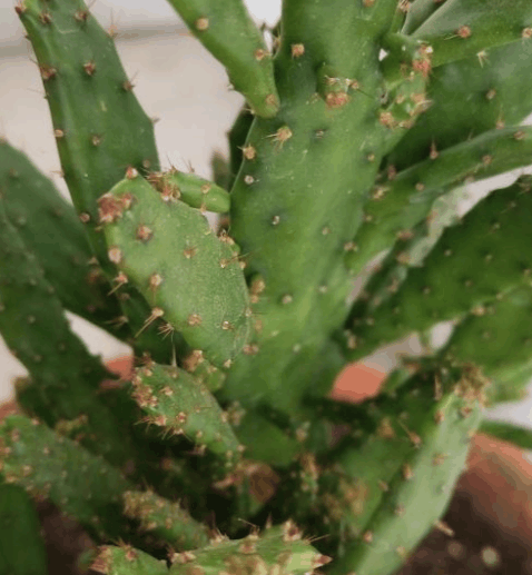 远看像假山, 这个仙人掌, 一株可以养出好几盆!