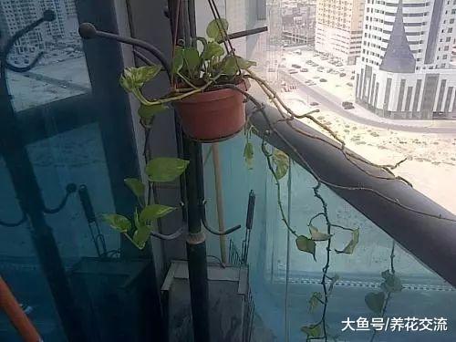 在办公室养护绿萝你需要注意的几个事项, 水培和土培都能生长良好