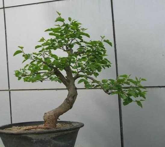 养花达人用这“3个”小方法, 养出“大盆景”, 能卖出高价!