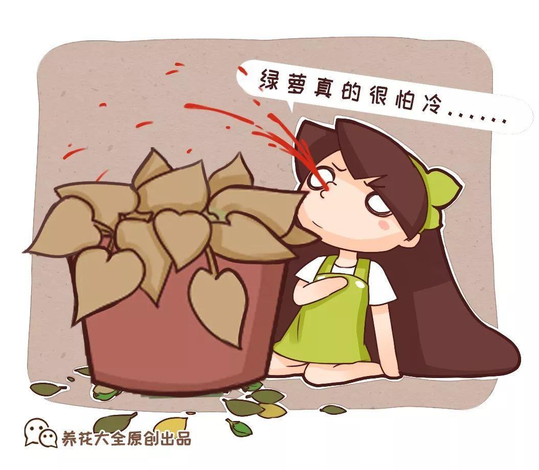 绿萝不抗冻, 及时戴个“帽子”, 恢复绿叶有精神!