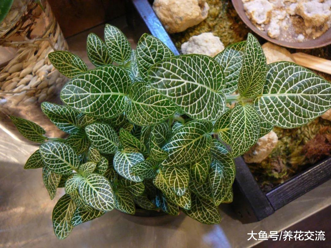 7种观赏性非常棒的室内盆栽, 养这角落里也能变成迷人的景观