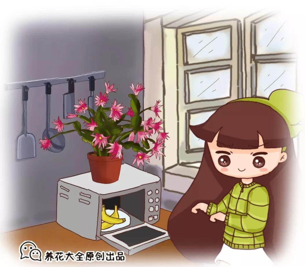 给花埋点“香蕉粉”, 枝条壮实呼呼开花, 养啥花都旺!