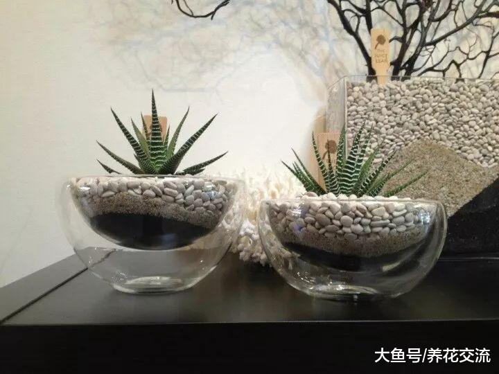 叶子上有斑马条纹的芦荟盆栽, 常年不浇水也能存活