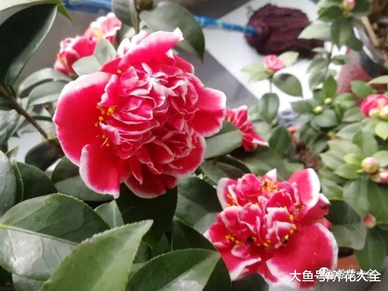 这9种花, 单瓣变双瓣, 瞬间美的像天仙!