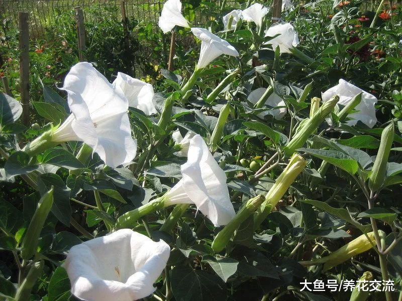 这种花卉看起来迷人至极, 但花果和茎叶都是有剧毒, 避免采摘
