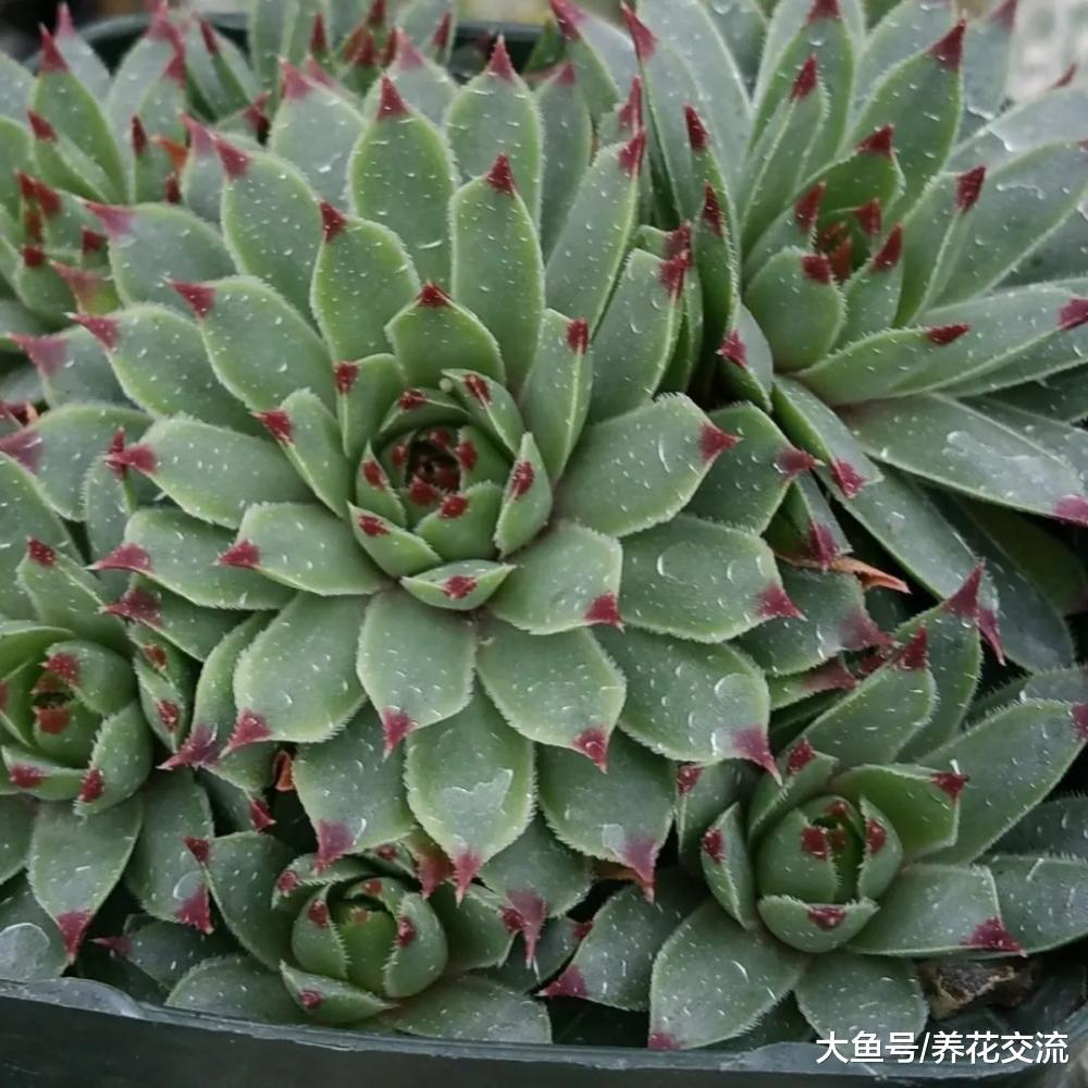 观音莲如何快速繁殖一整个阳台, 用这种方法在夏天也能生长旺盛