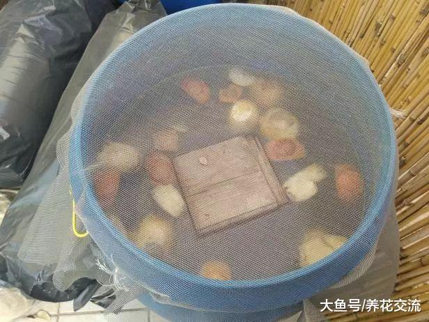 制作堆肥溶液简单的一些技巧, 注意这几点就行了