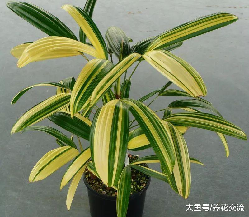 这些植物都很适合养在浴室里, 不用经常照顾也能保持良好的生长