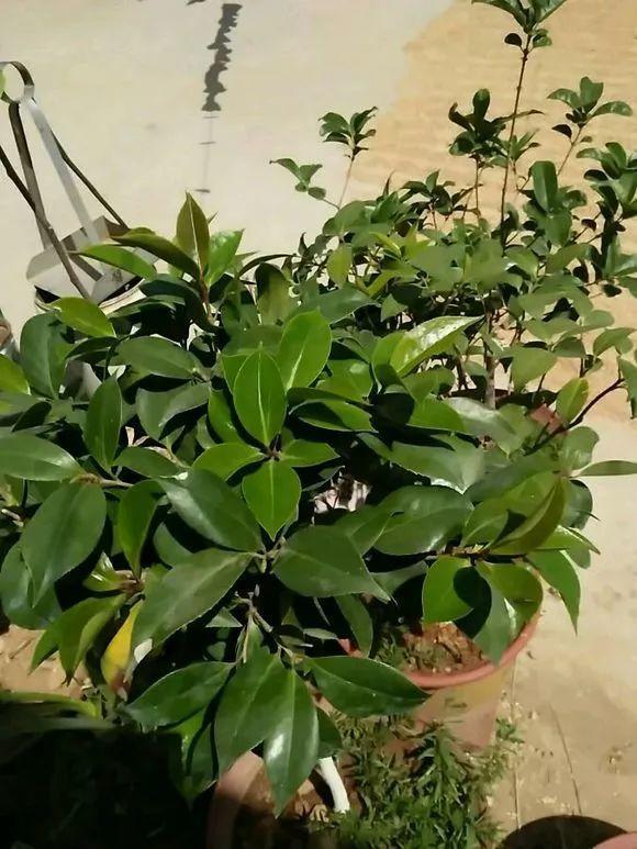 这些花天热会断头, 现在一修剪, 秋后猛爆盆!