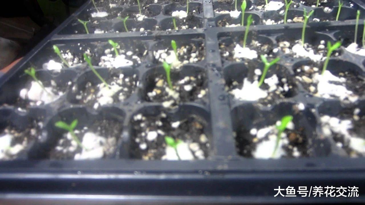 火龙果的黑籽轻松养成爆盆的可爱多肉, 长大后完全变了样