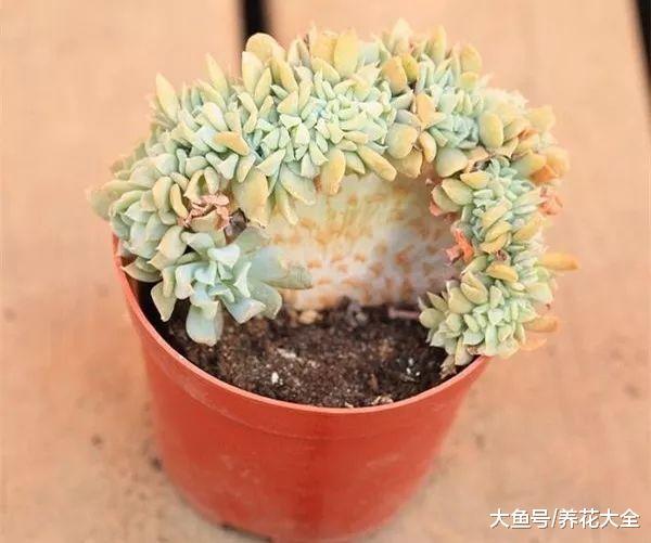 百合还能倒着长? 这些植物长起来, 你都不敢相信!