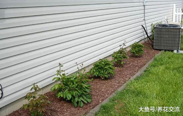 在院子里怎么种牡丹才能年年开花呢? 看老园丁是怎么做的