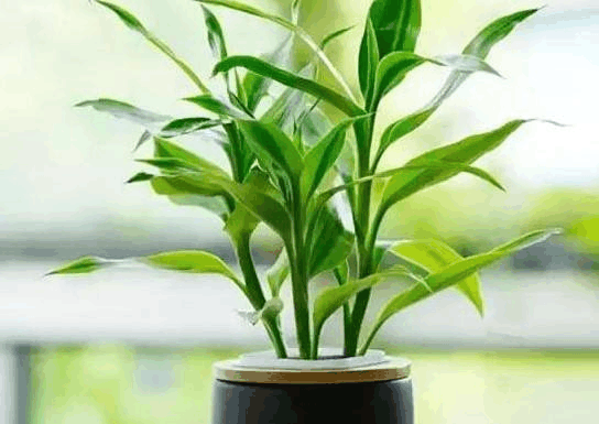 水养富贵竹有讲究, 花瓶的“水”更换, 要根据生长情况来!