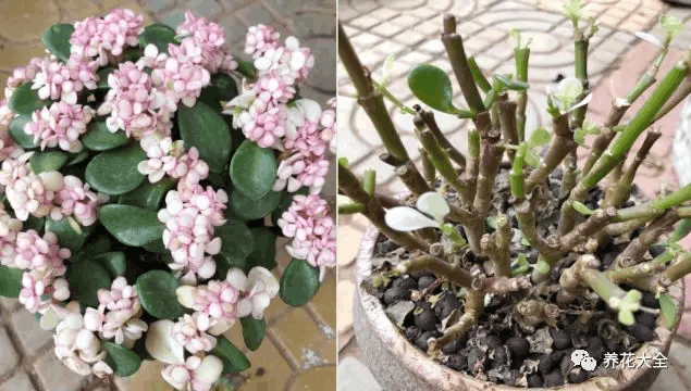 新买的花养成这副鬼样子, 差距太大, 真想扔掉!