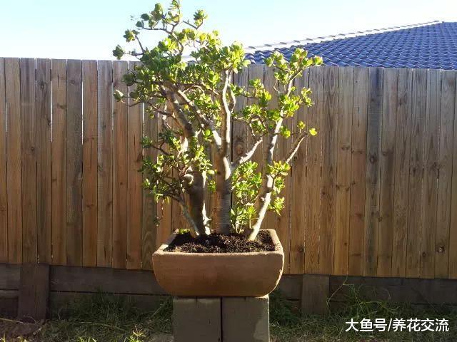 玉树叶子发黄不要怕, 根茎烂了这样处理很快能恢复生长