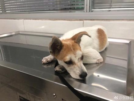 张静初爱心救助受伤弃养犬 获网友大赞“人美心善”