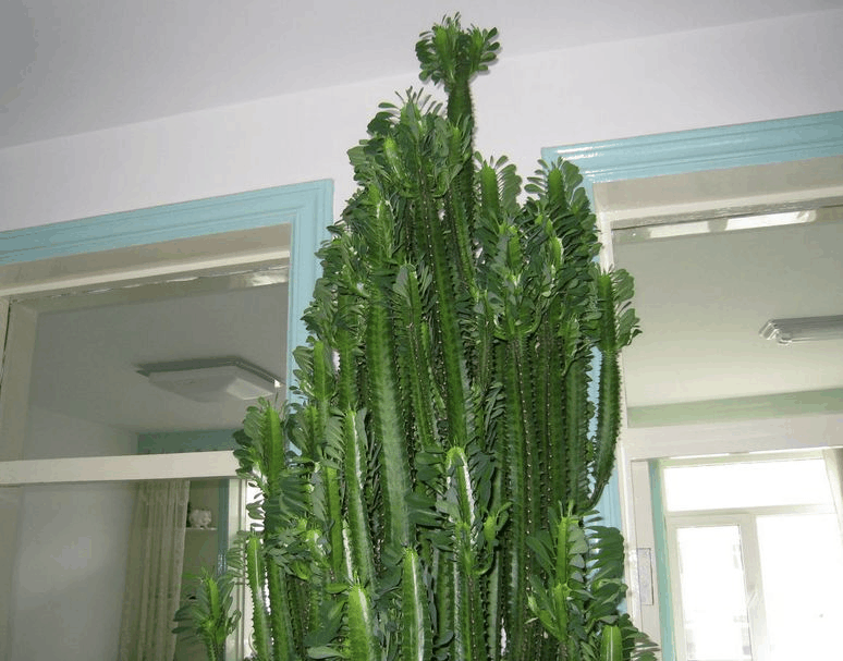 此植株是“吸尘器”, 甲醛污染全吸走, 能窜几米高!