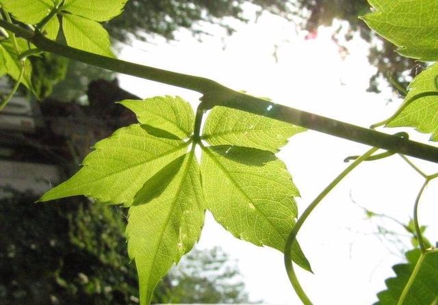 没想到城市里还能碰到一味这么好的中药, 不知道真可惜!