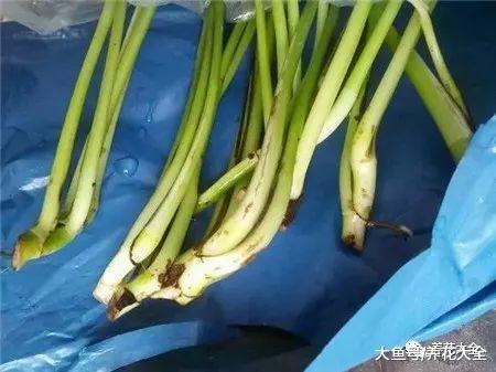 水培瓶里加点药片, 不但能消除臭味, 而且不招虫!