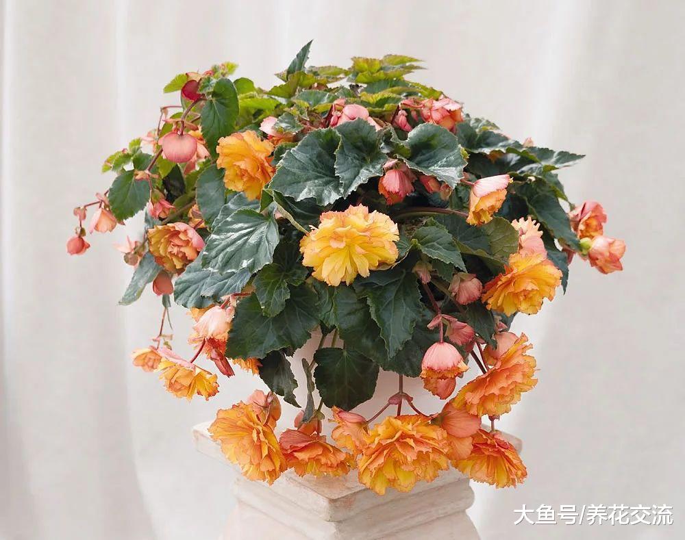 适合养在窗台上的吊盆花卉, 哪一种才是你的最爱