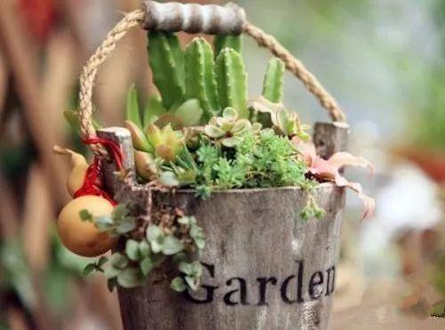 年前买回来的多肉烂根、枯萎不要扔, 这样处理就恢复健康啦!