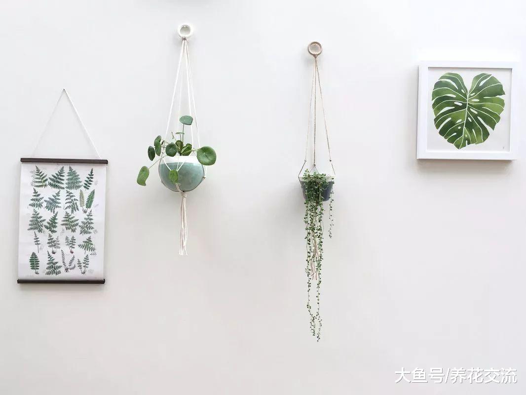 在室内养成盆栽的珍珠吊兰提高整个空间的逼格, 看着特清新