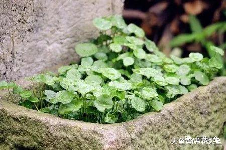 不懂浇水? 那就养养这些喜水花卉, 一浇就能长满盆!