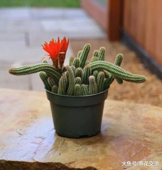 很多人将白檀仙人掌误以为是鼠尾仙人掌, 开花特别好看