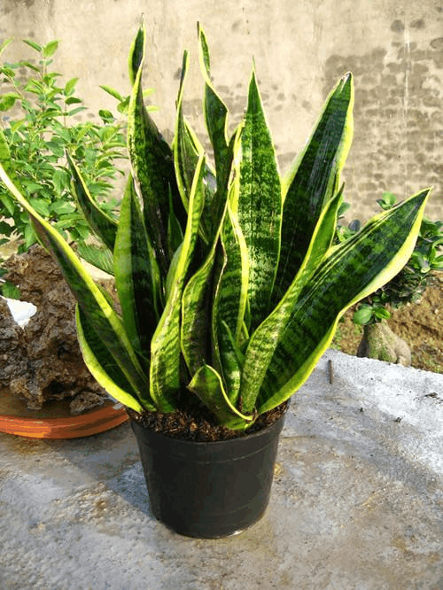 家里湿气重可不好, 这3种花养上盆, 除湿超有效!