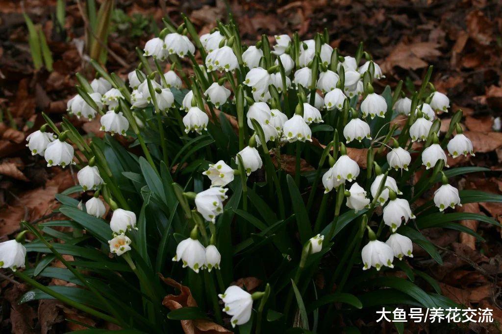 这8种球茎花卉在秋天种在花盆里, 冬春就能开出灿烂迷人的花朵