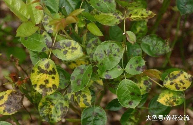 月季花黄叶的6个常见的原因, 改善方法都很简单