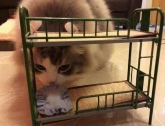 男友给猫咪买个床, 结果打开快递看到床的那一刻, 瞬间愣住了…