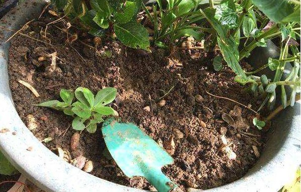 冬天“养花”别愁, 在家制作这3种“万能肥”, 防冻长势旺!