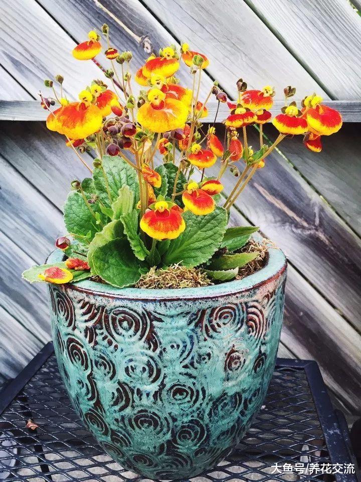花朵长得像女士荷包一般的华丽植物, 看到就想养几盆