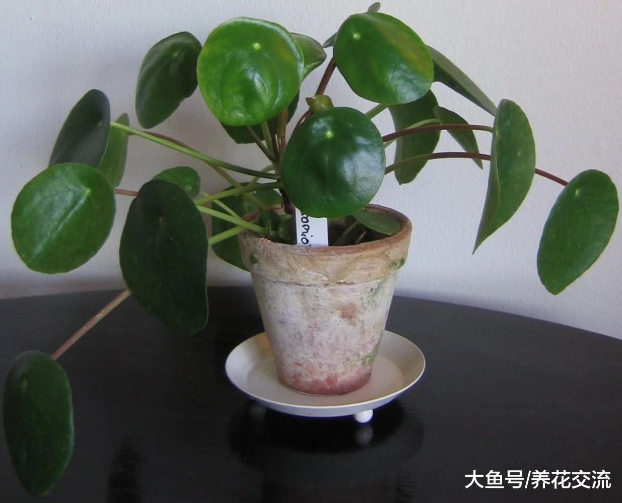 长相可爱的镜面草盆栽, 摆放在桌面上特别精致清新