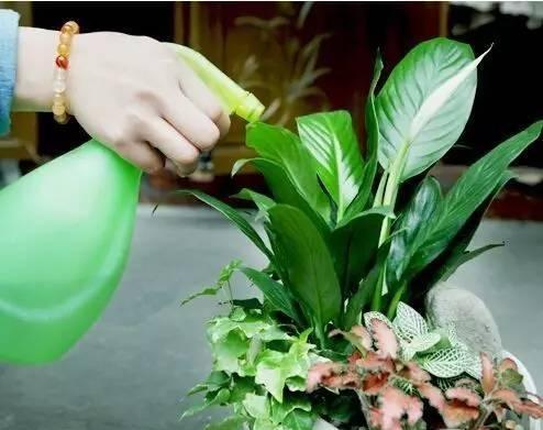 多么痛的领悟! 这么浇水, 再好养的花, 也要被养死!