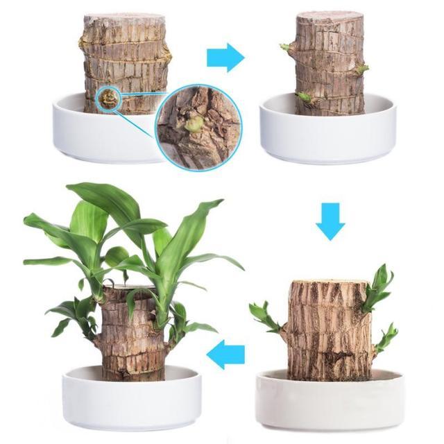 准备扔掉的“枯木桩”, 放在盆里加点水, 竟然长成这么美的盆栽