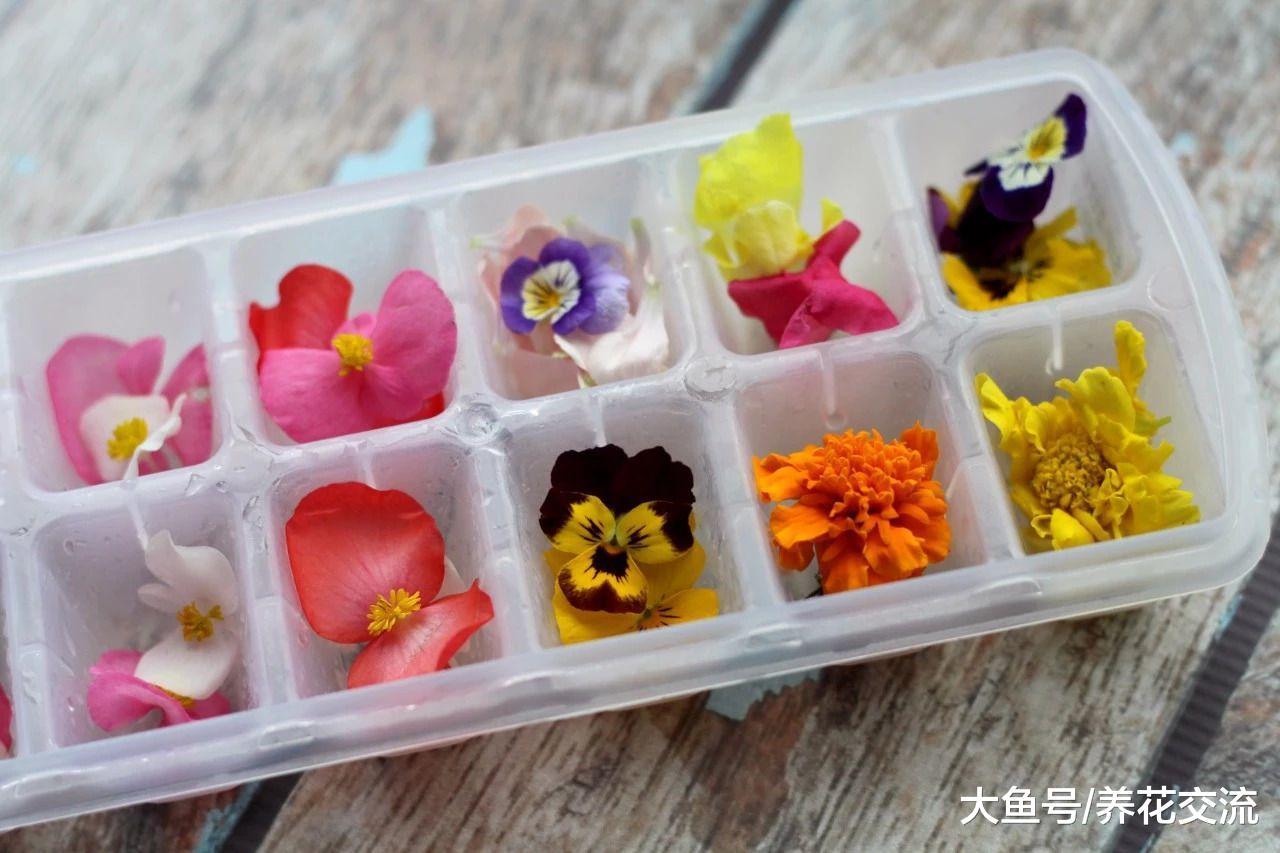 轻松把这几种花变成花卉冰块, 这个夏季你需要种一些可食用花