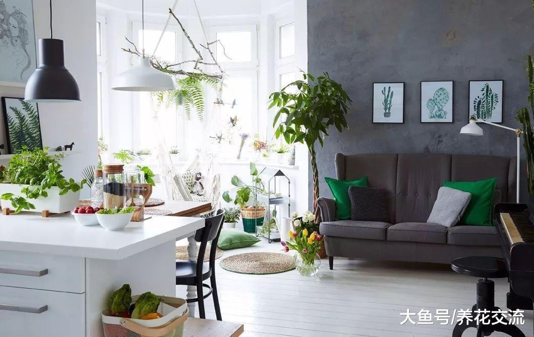 在厨房种下面这些植物就能生长强健, 还能净化空气